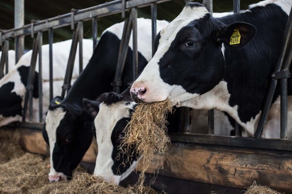 Precision Feeding Technologies